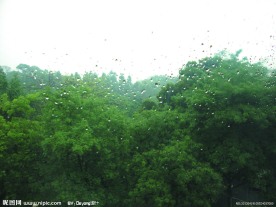 树林 天空