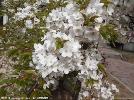 白樱花