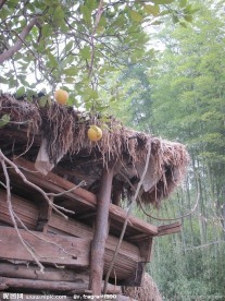 草屋