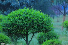景观树