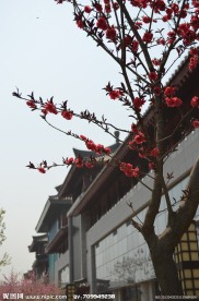 红梅花开