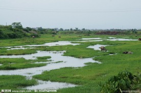 生态湿地田园景观