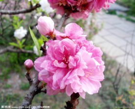 红色碧桃