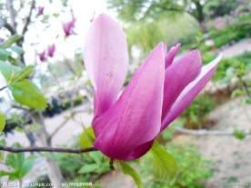 红色玉兰花