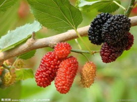 半成熟椹莓
