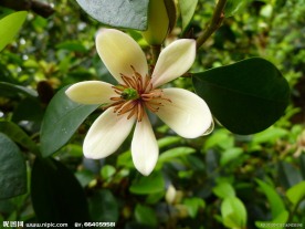 含笑花