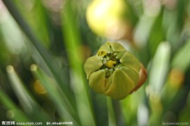 鲜花花蕾