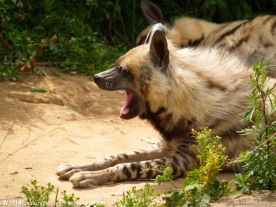 野狗