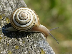 蜗牛