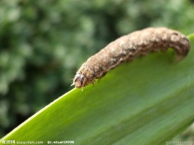 昆虫幼虫