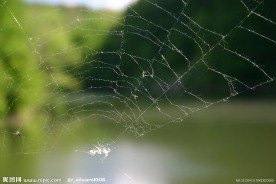 蜘蛛和蜘蛛网