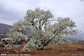 梨树开花