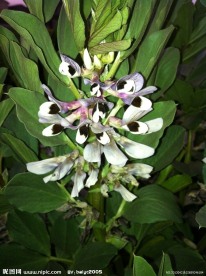 蚕豆花
