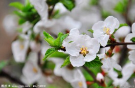 樱桃花