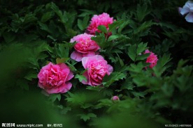 绿叶丛中牡丹艳