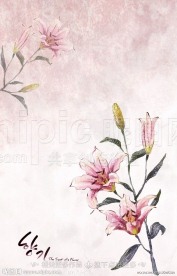 手绘百合花