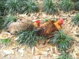 土鸡