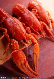 大龙虾摄影图