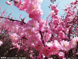 春天 桃花