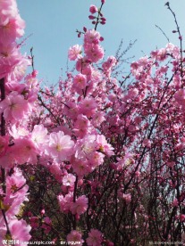 桃花枝
