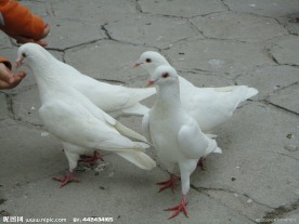 白鸽