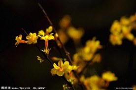 迎春花 迎春