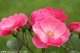 蔷薇