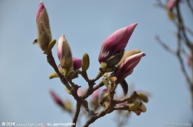 紫玉兰花蕾