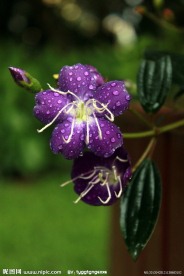紫色蝴蝶花