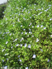 小碎花