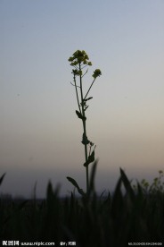 油菜花
