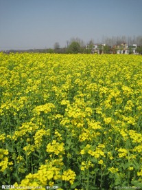 油菜花海