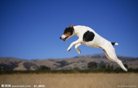 杰克罗素狗 跳跃