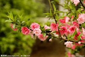 桃花枝头艳