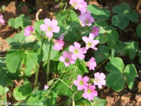 三叶草花
