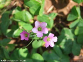 三叶草花