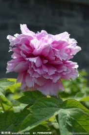 牡丹花开