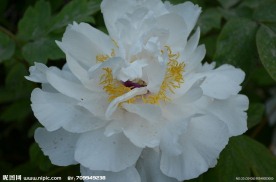 牡丹花开