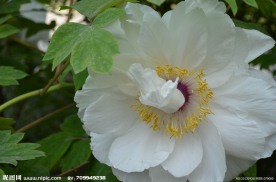 牡丹花开