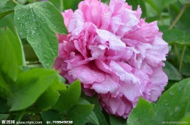 牡丹花开