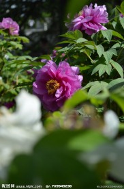 牡丹花开