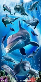 海豚家族（高清分层）