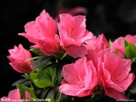 杜鹃花