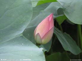 荷花蕾