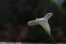 白色花