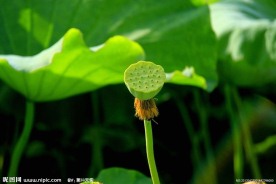 莲藕