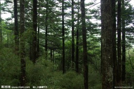 青山绿树