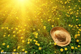 阳光 花天 草帽