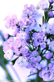 紫色花
