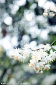 白花